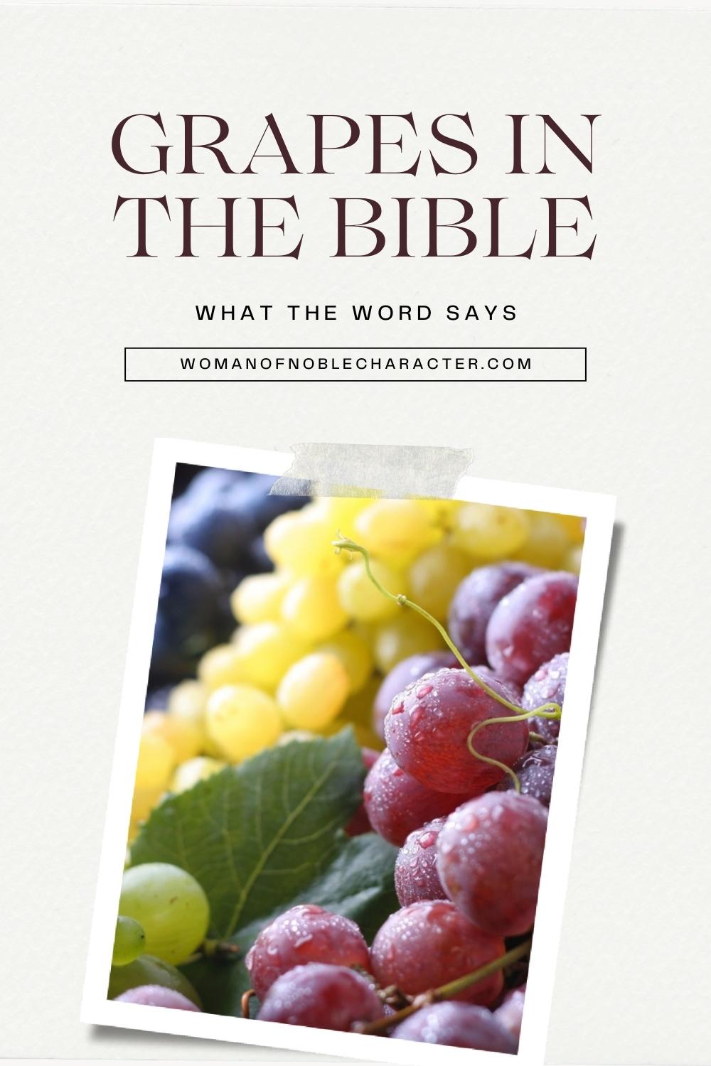 image of purple, green and red grapes with the text grapes in the Bible: what the Word says