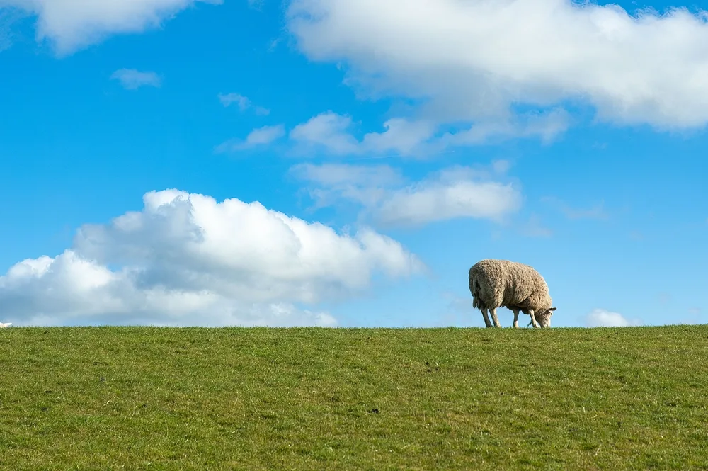 image of lone sheep in meadow for the post Parable of the Lost Sheep: A Deep Dive Into Jesus' Meaning